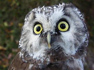 Anillamiento y migración en Los Alpes italianos: Passo dello Spino 2011 - 19-27 de Octubre de 2011.