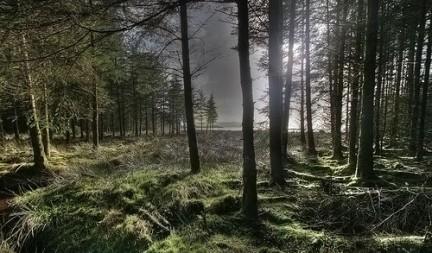 Los árboles no se adaptan tan rápido al cambio climático