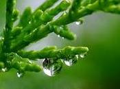 gota Agua
