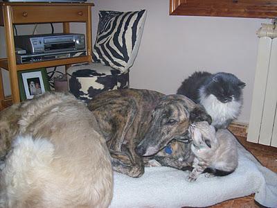 Una gran diferencia de una vida a otra...