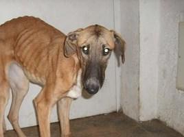 Una gran diferencia de una vida a otra...