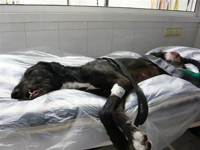 Una gran diferencia de una vida a otra...