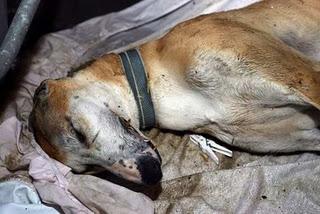 Una gran diferencia de una vida a otra...