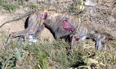 Una gran diferencia de una vida a otra...