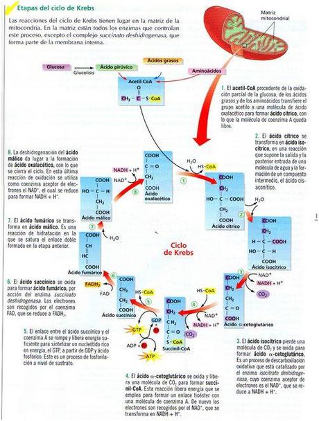 Ciclo de Krebs