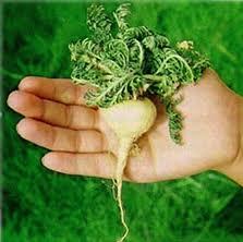 La Maca de los Andes Peruanos