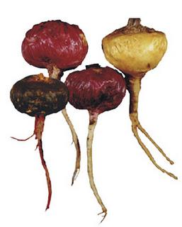 La Maca de los Andes Peruanos