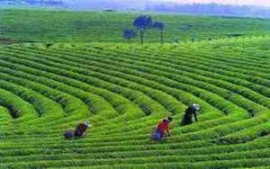 Té rojo y de hojas de morera china para el acné