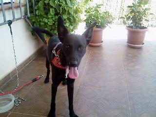 ULISES. CRUCE DE PASTOR 6 MESES. VIVE SOLITO EN UN GARAJE SOS (SEVILLA)