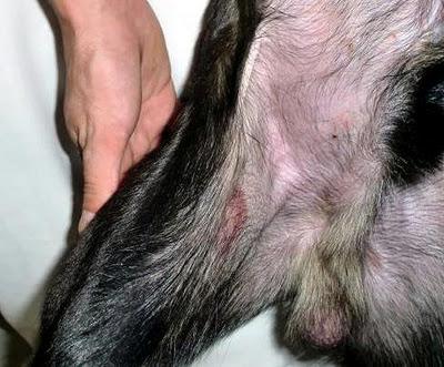 ULISES. CRUCE DE PASTOR 6 MESES. VIVE SOLITO EN UN GARAJE SOS (SEVILLA)