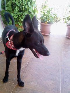 ULISES. CRUCE DE PASTOR 6 MESES. VIVE SOLITO EN UN GARAJE SOS (SEVILLA)