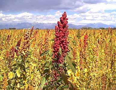 La Quinoa: Un Supercereal para fortalecer nuesto cabello