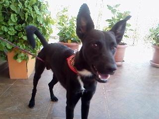 ULISES. CRUCE DE PASTOR 6 MESES. VIVE SOLITO EN UN GARAJE SOS SEVILLA