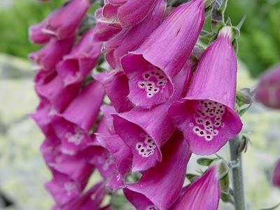 Digitalís purpurea
