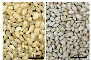 Arroz transgénico que produce una proteína humana