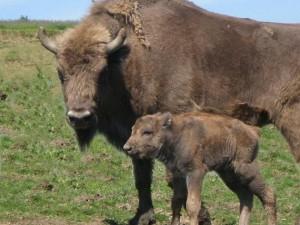 Destinan 300.000 euros para los bisontes polacos de San Cebrián de Mudá
