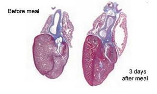 El tamaño variable del corazón de la pitón