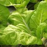 plantas medicinales acelga