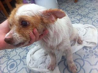 GUIZMA, VIEJIA CASI CIEGA, MALTRATADA Y A LA QUE APENAS QUEDAN 2 AÑOS DE VIDA-CADIZ, QUE LO QUE LE QUEDA SEA UNA VIDA DIGNA...