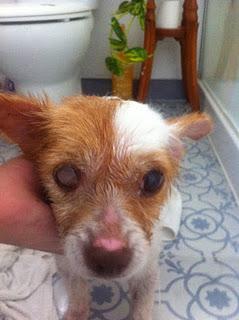 GUIZMA, VIEJIA CASI CIEGA, MALTRATADA Y A LA QUE APENAS QUEDAN 2 AÑOS DE VIDA-CADIZ, QUE LO QUE LE QUEDA SEA UNA VIDA DIGNA...