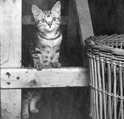 Heroico gatito Pyro mantuvo la moral alta de una tripulación aérea en la segunda guerra mundial