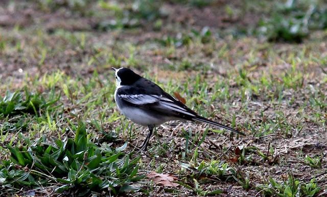 LAVANDERA PIA O ENLUTADA-MOTACILLA ALBA SSP YARRELLII