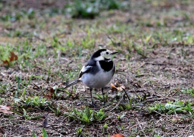 LAVANDERA PIA O ENLUTADA-MOTACILLA ALBA SSP YARRELLII