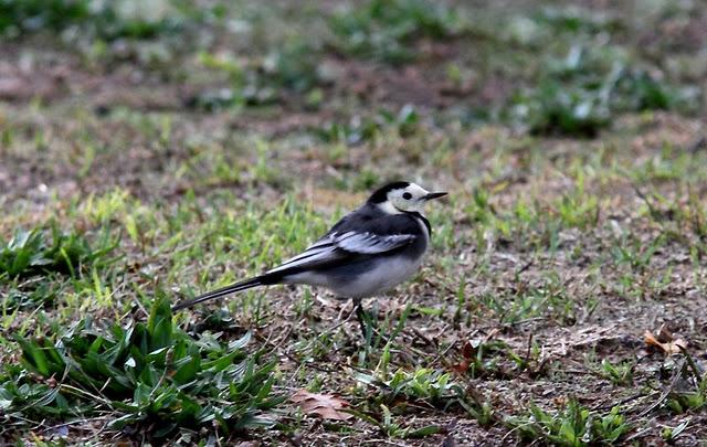 LAVANDERA PIA O ENLUTADA-MOTACILLA ALBA SSP YARRELLII