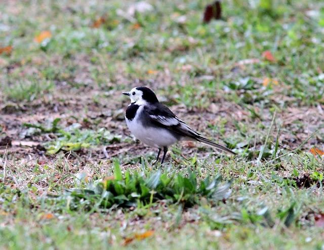 LAVANDERA PIA O ENLUTADA-MOTACILLA ALBA SSP YARRELLII