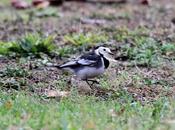 Lavandera enlutada-motacilla alba yarrellii