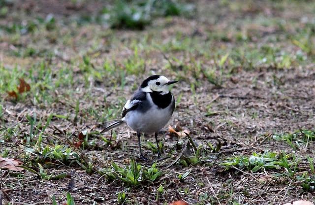 LAVANDERA PIA O ENLUTADA-MOTACILLA ALBA SSP YARRELLII