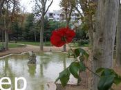 Roses tardor 2011, Sant Feliu Llobregat,