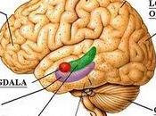 estimulación corteza entorrinal promueve neurogénesis facilita memoria espacial