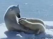 Coca Cola cambiará rojo blanco durante Navidad para apoyar osos polares