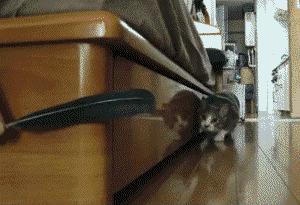 ¡Hoy es Caturday! (XXVII)