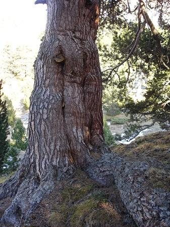 Árboles singulares de Huesca - Pino de Sanchacollons (Sallent de Gállego)