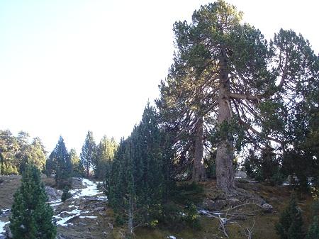 Árboles singulares de Huesca - Pino de Sanchacollons (Sallent de Gállego)