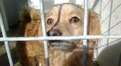 NESTLÉ, ABANDONADO POR SU DUEÑA EN LA PERRERA.