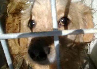 NESTLÉ, ABANDONADO POR SU DUEÑA EN LA PERRERA.