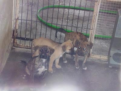 SEIS CACHORRITOS X DE PITBULL EN LA PERRERA! (VALENCIA)