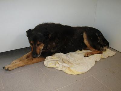 LUCI, PASTORA VIEJITA CON FUERTE TOS, SE MORIRÁ EN LA PERRERA!!