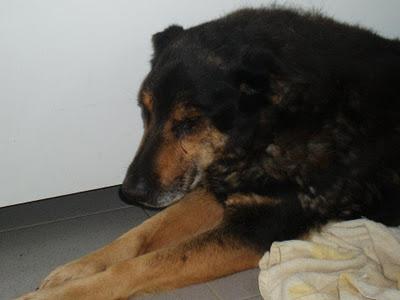 LUCI, PASTORA VIEJITA CON FUERTE TOS, SE MORIRÁ EN LA PERRERA!!