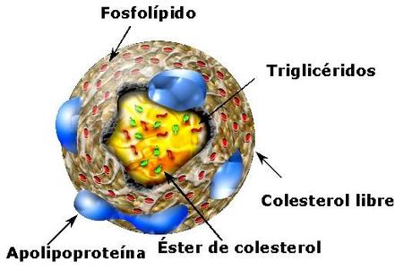 Qué hacer para tratar adecuadamente el colesterol (PARTE 2)?