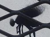 Cuarenta millones moscas