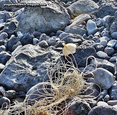 ADIVINA  ADIVINANZA...