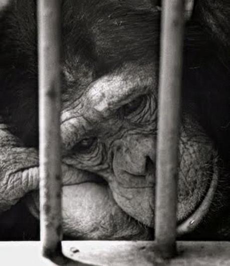 scimmiatristea Amor de intelectuales