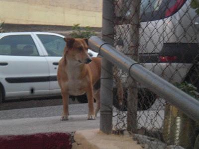Estos dos pobres duermen bajo la lluvia y son echados a patadas de portales y bares !!URGE ACOGIDA!!! CADIZ.