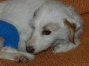 Rita, Mascotera tullida kilos patita BUSCA HOGAR NAVIDAD