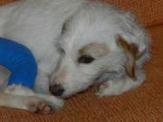 Rita, Mascotera tullida 7 kilos sin patita BUSCA UN HOGAR POR NAVIDAD