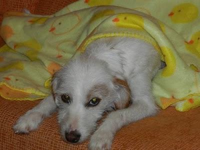 Rita, Mascotera tullida 7 kilos sin patita BUSCA UN HOGAR POR NAVIDAD